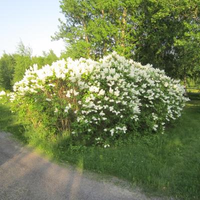 Kevät-kesäistä tunnelmaa